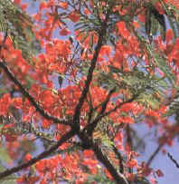 Национальное дерево Кришначура